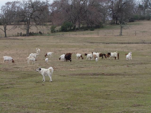 046-GreatPyriennes & Goats.jpg